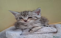 Maine Coon cats for sale: Gorgeous Maine Coon Cross Siamese kittens - Image 2