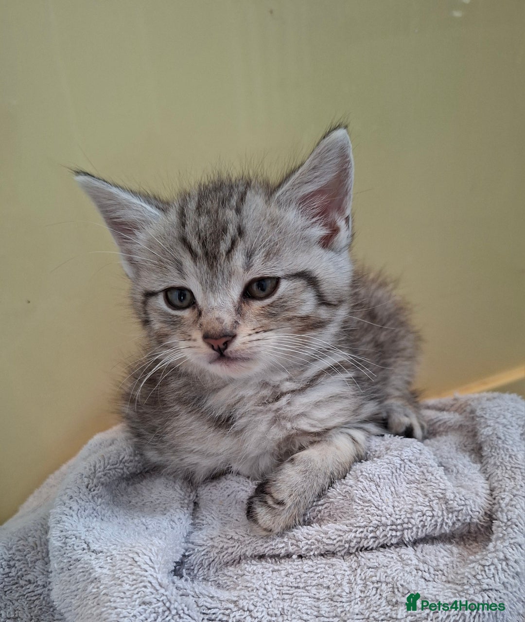 Maine Coon cats for sale: Gorgeous Maine Coon Cross Siamese kittens - Image 2