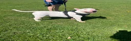 English Bull Terrier dogs for stud: Amazing boy for stud in Liverpool - Advert 23