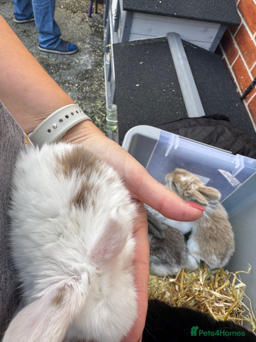 Mini Lop rabbits for sale: Mini lop baby rabbits for sale - Image 13