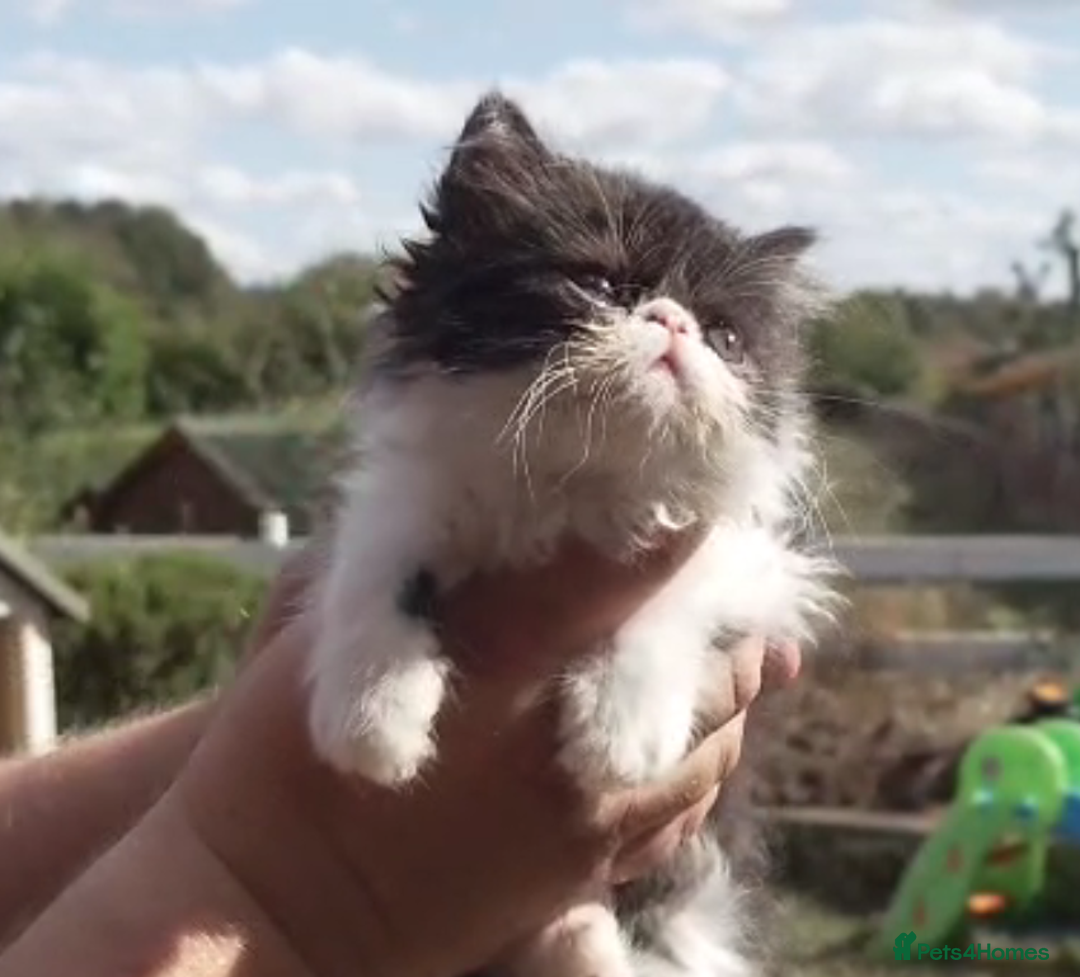 Persian cats for sale: Persian kittens KC Registered with pedigree - Image 11