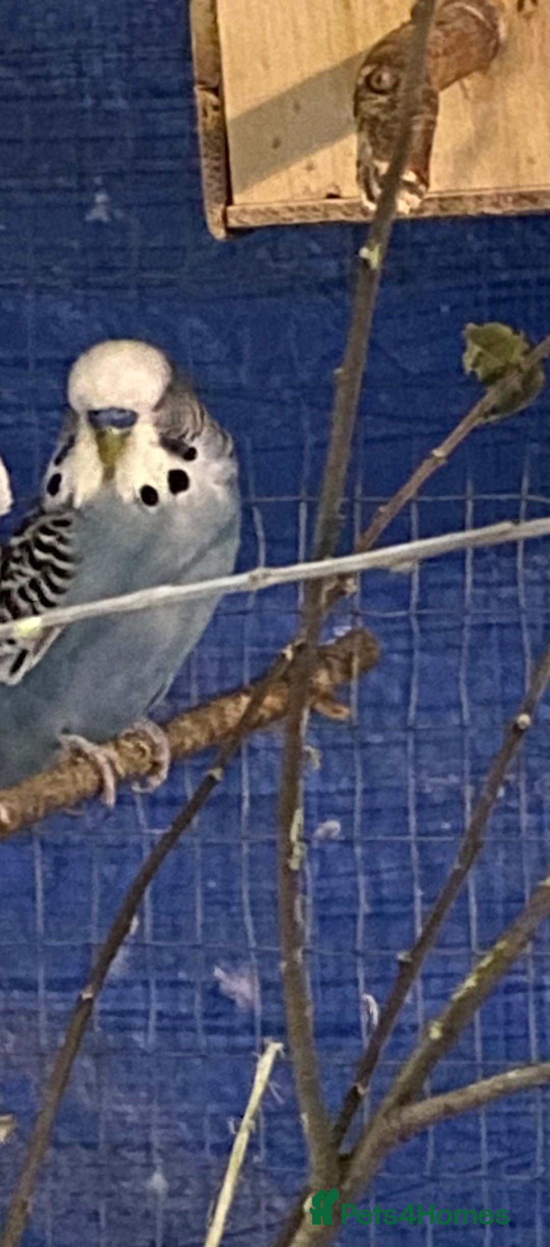 Budgerigars birds for sale: 3 pairs of Budgies  - Advert 10