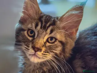 Maine Coon cats Reduced to £695 Maine coon kittens ready now - Advert 3