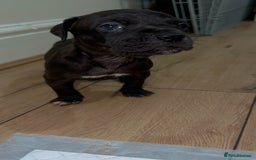 Cane Corso dogs for sale: Cane Corso Puppies for Sale - Image 3