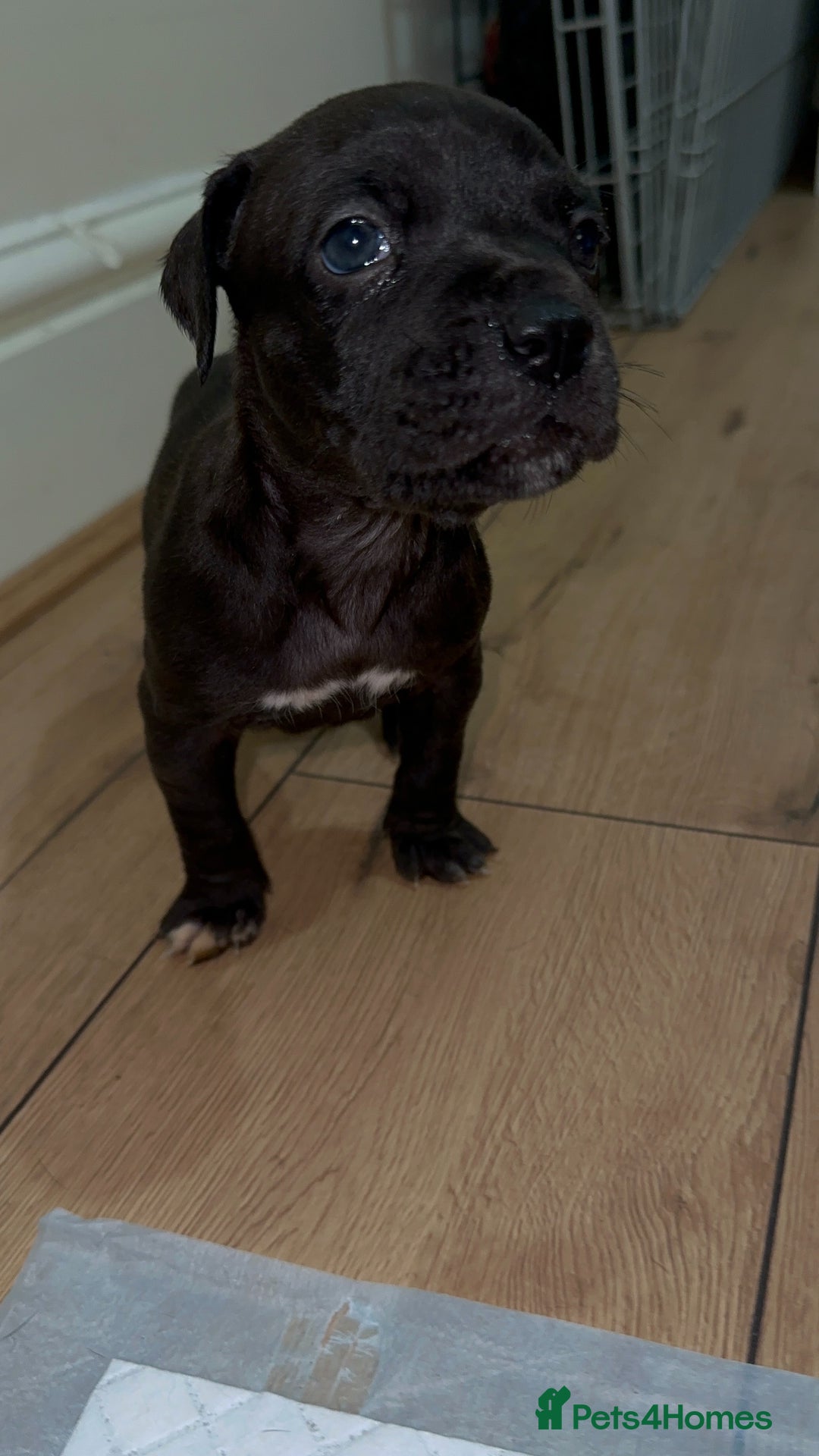Cane Corso dogs for sale: Cane Corso Puppies for Sale - Image 3