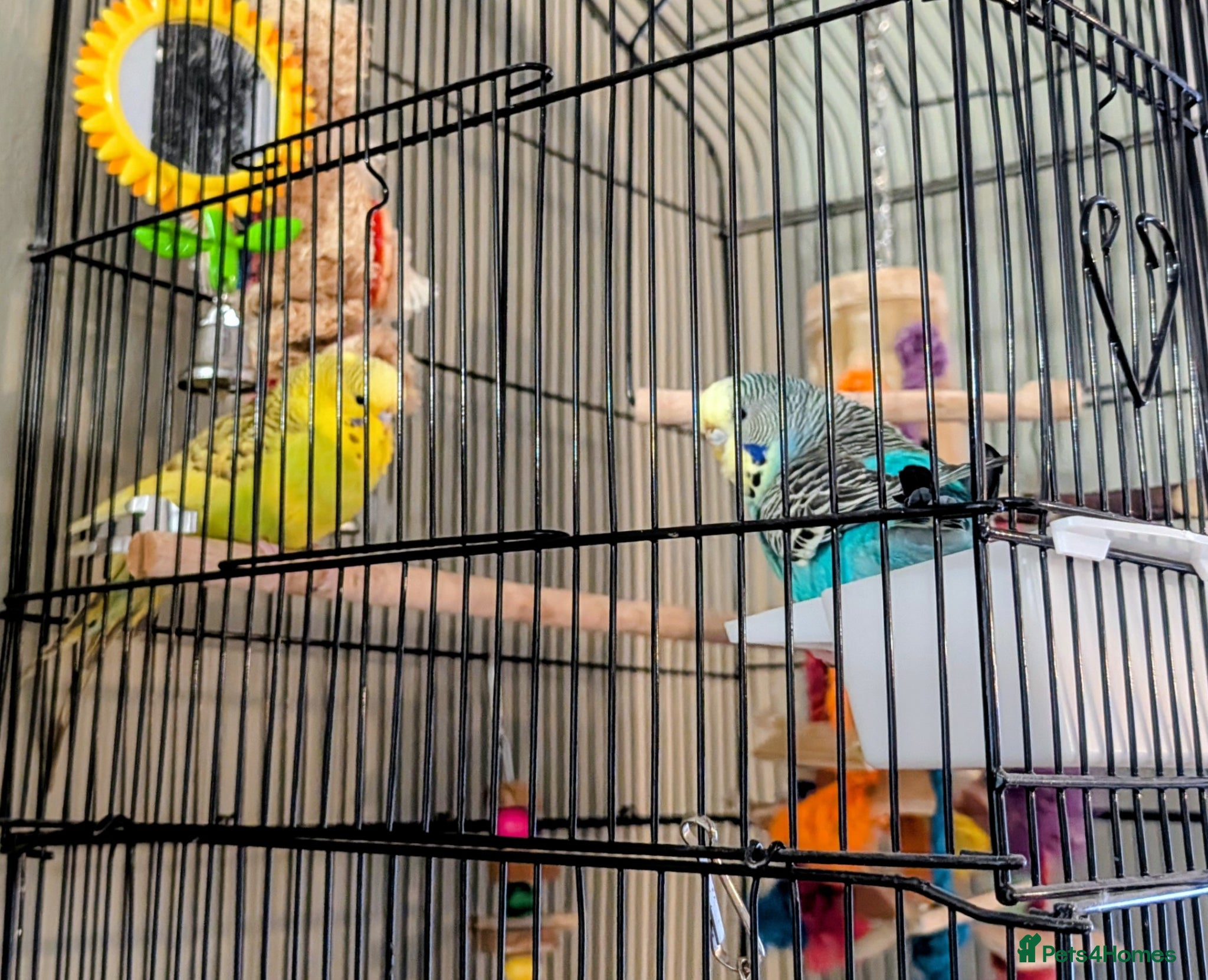 Budgerigars birds 2 Budgies for rehoming - Advert 2