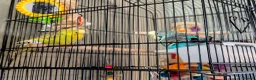Budgerigars birds for sale: 2 Budgies for rehoming - Advert 1