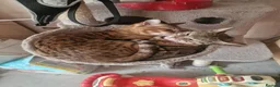 Bengal cats for sale: Two adult Bengals looking for a loving home  - Advert 7