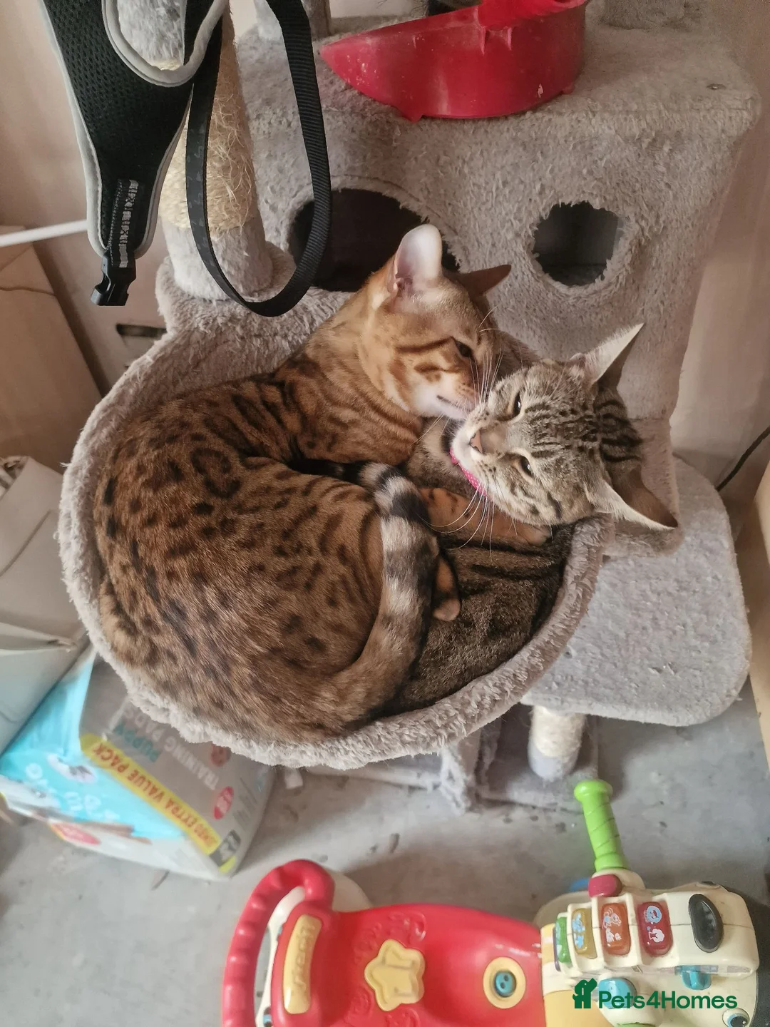 Bengal cats for sale: Two adult Bengals looking for a loving home  - Advert 7