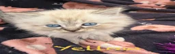 Mixed Breed cats for sale: Scottish Fold/Ragdoll in Colchester - Advert 20