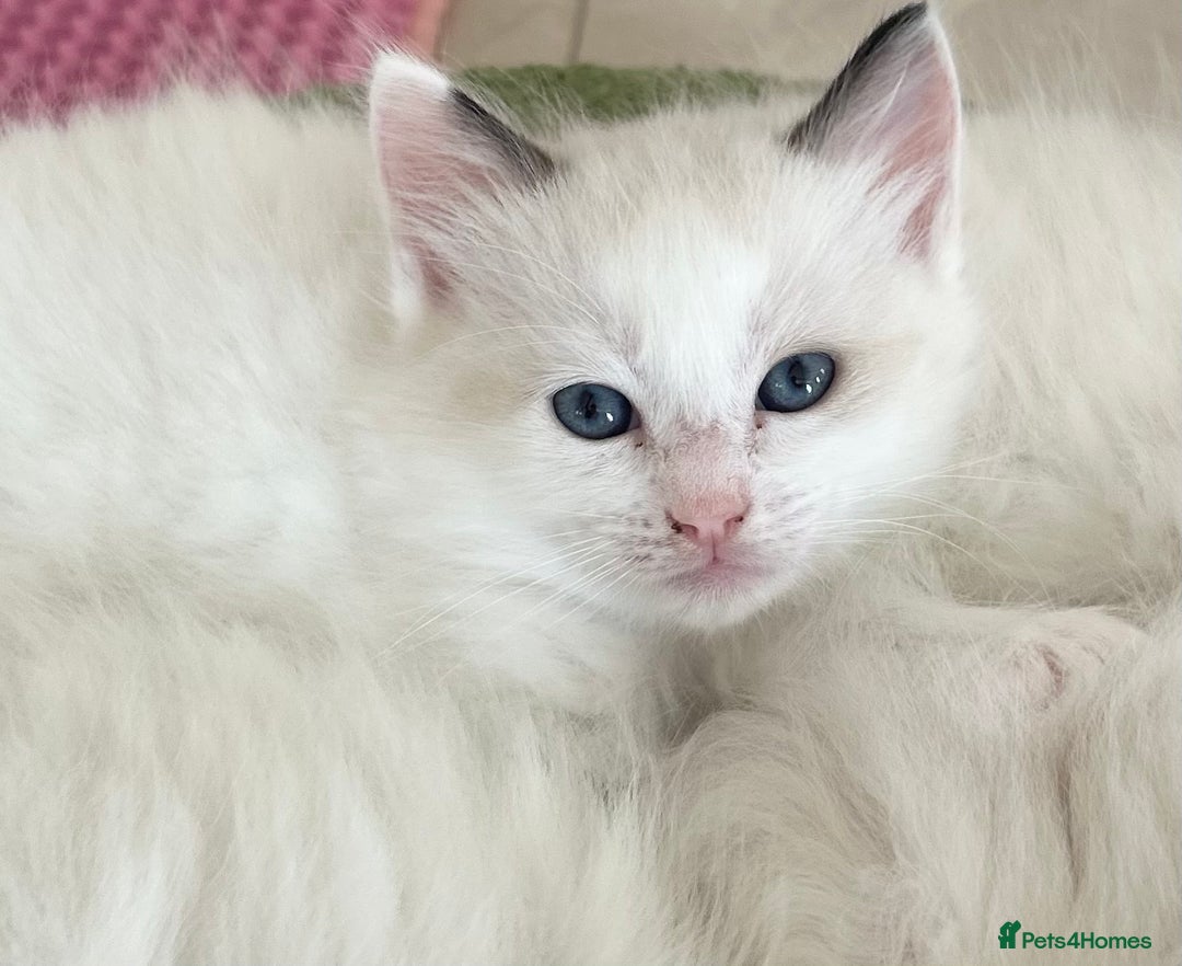 Ragdoll cats for sale: Beautiful Ragdoll kittens from Champion lines - Image 14