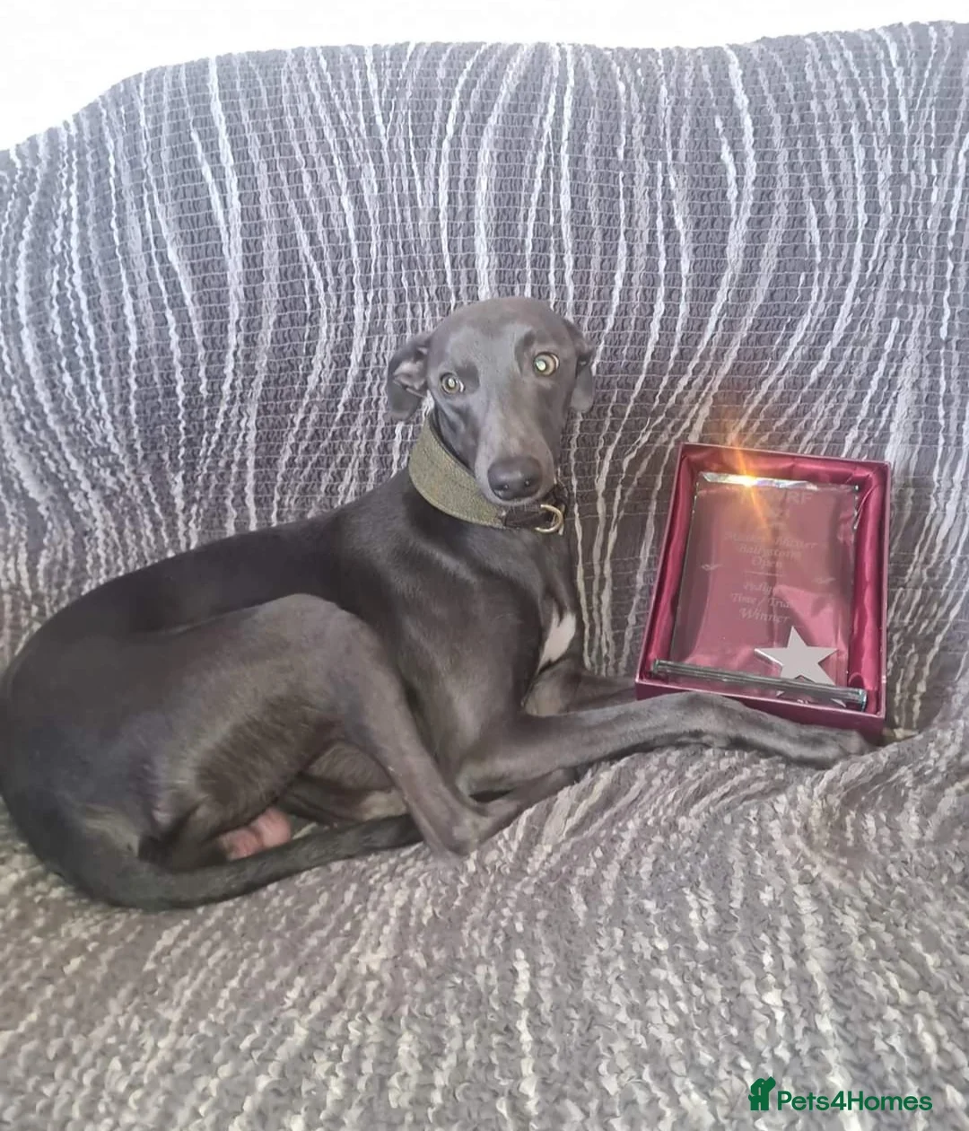 Whippet dogs for stud: Small 19",heart test clear,Full Blue Kc reg stud in Bishop Auckland - Advert 5