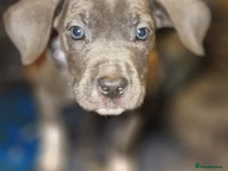 Mixed Breed dogs Cane corso cross Staffordshire bull terrier hybrid - Advert 15