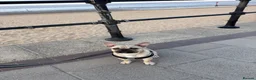 Frug dogs for sale: Beautiful FRUG 7 Months Old  - Advert 4