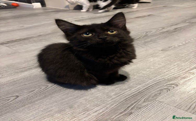 Domestic Shorthair cats for sale - Advert 2