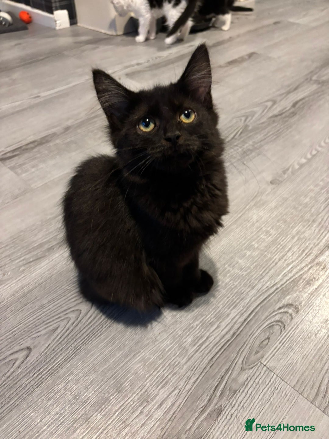 Domestic Shorthair cats for sale: 3 x 4-5 month old kittens still looking for homes - Image 1