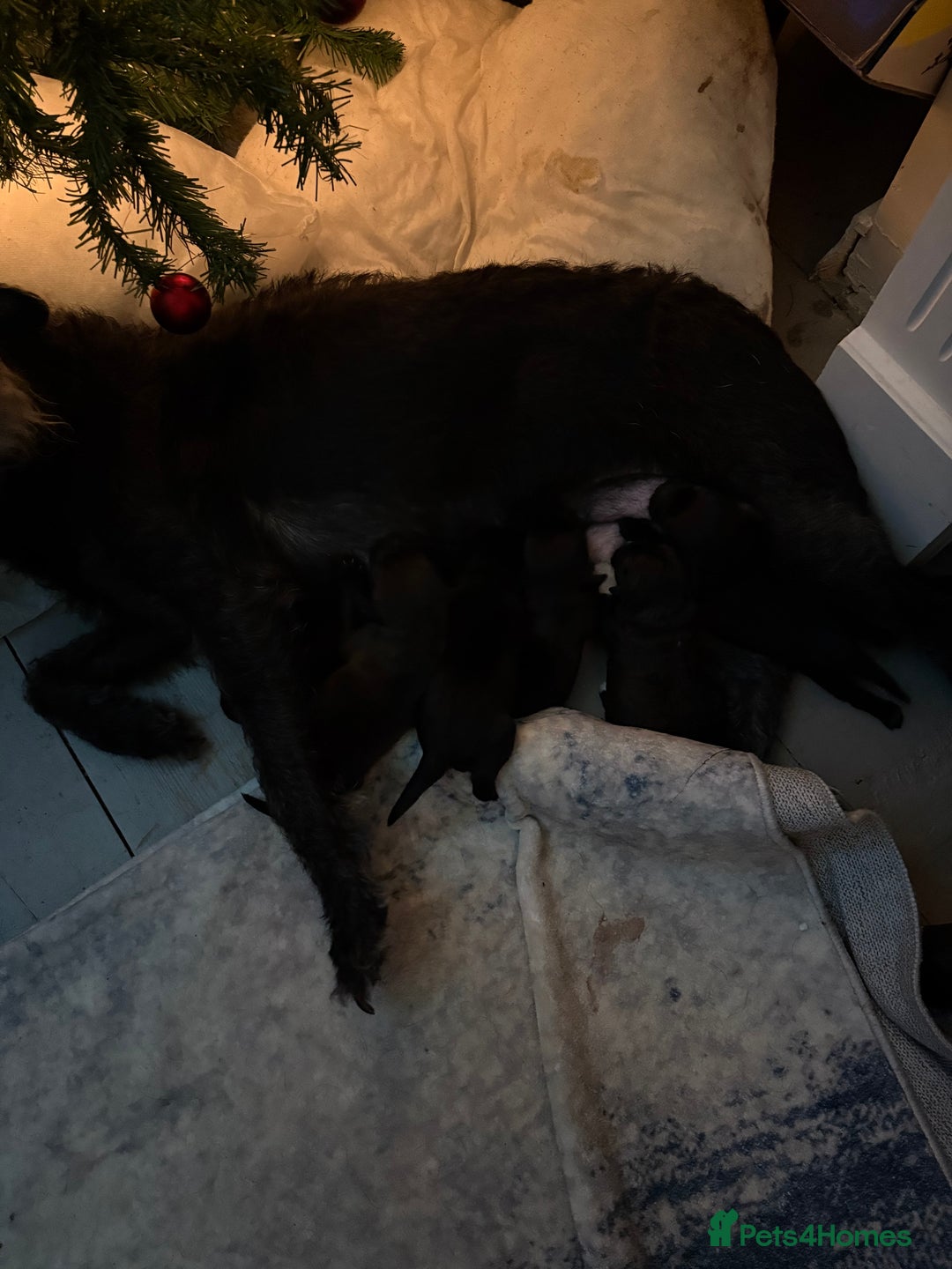 Patterjack dogs for sale: Patterjack READY 12th JANUARY!!!! - Advert 5