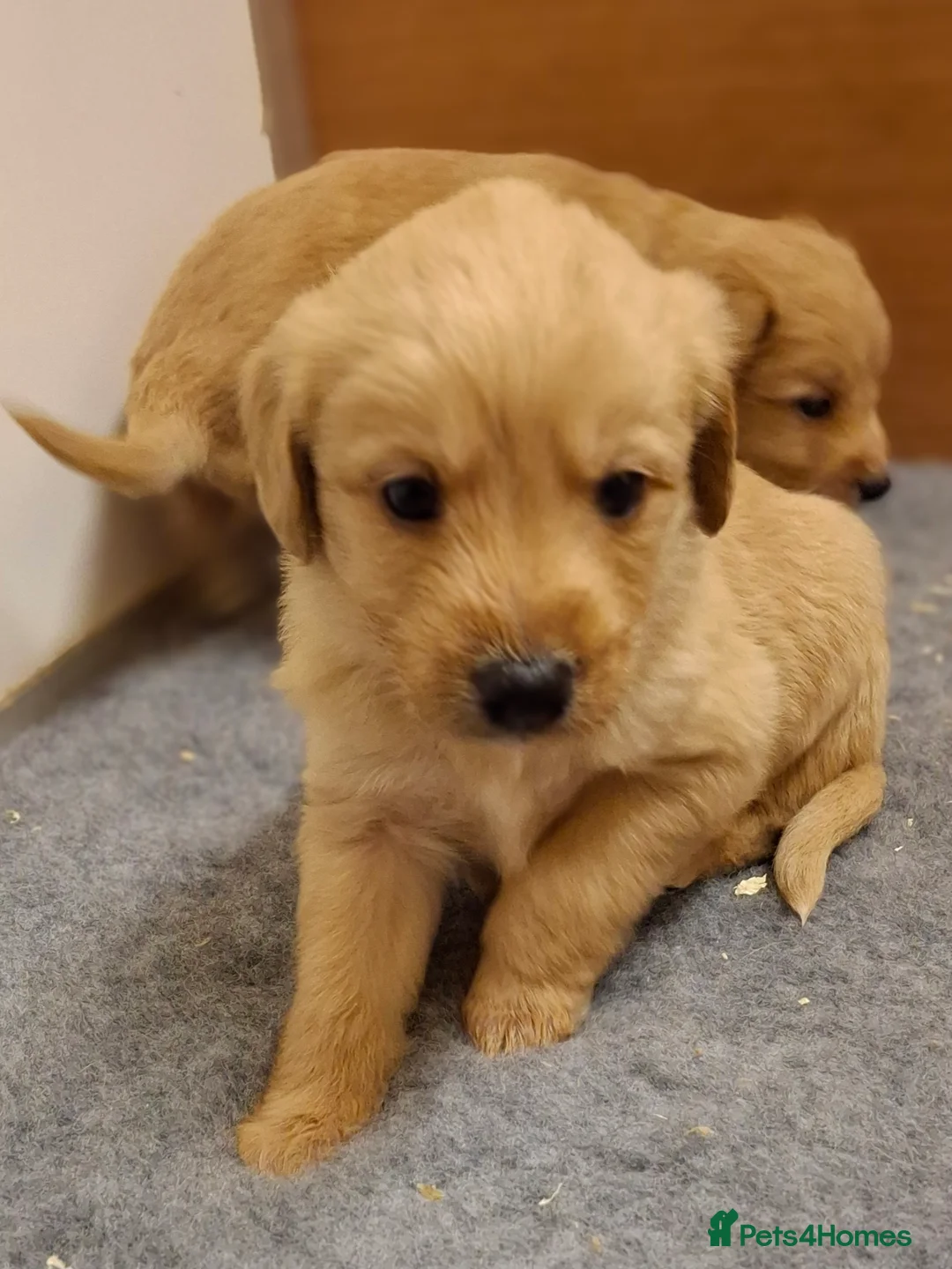 Mixed Breed dogs for sale: Miniature labradoodle X Whippet Puppies - Advert 8