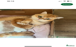 British Shorthair cats for sale: British shorthair golden point - Image 8