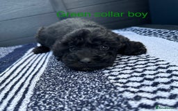 Cockapoo dogs for sale: F1 cockapoo puppies - Image 8