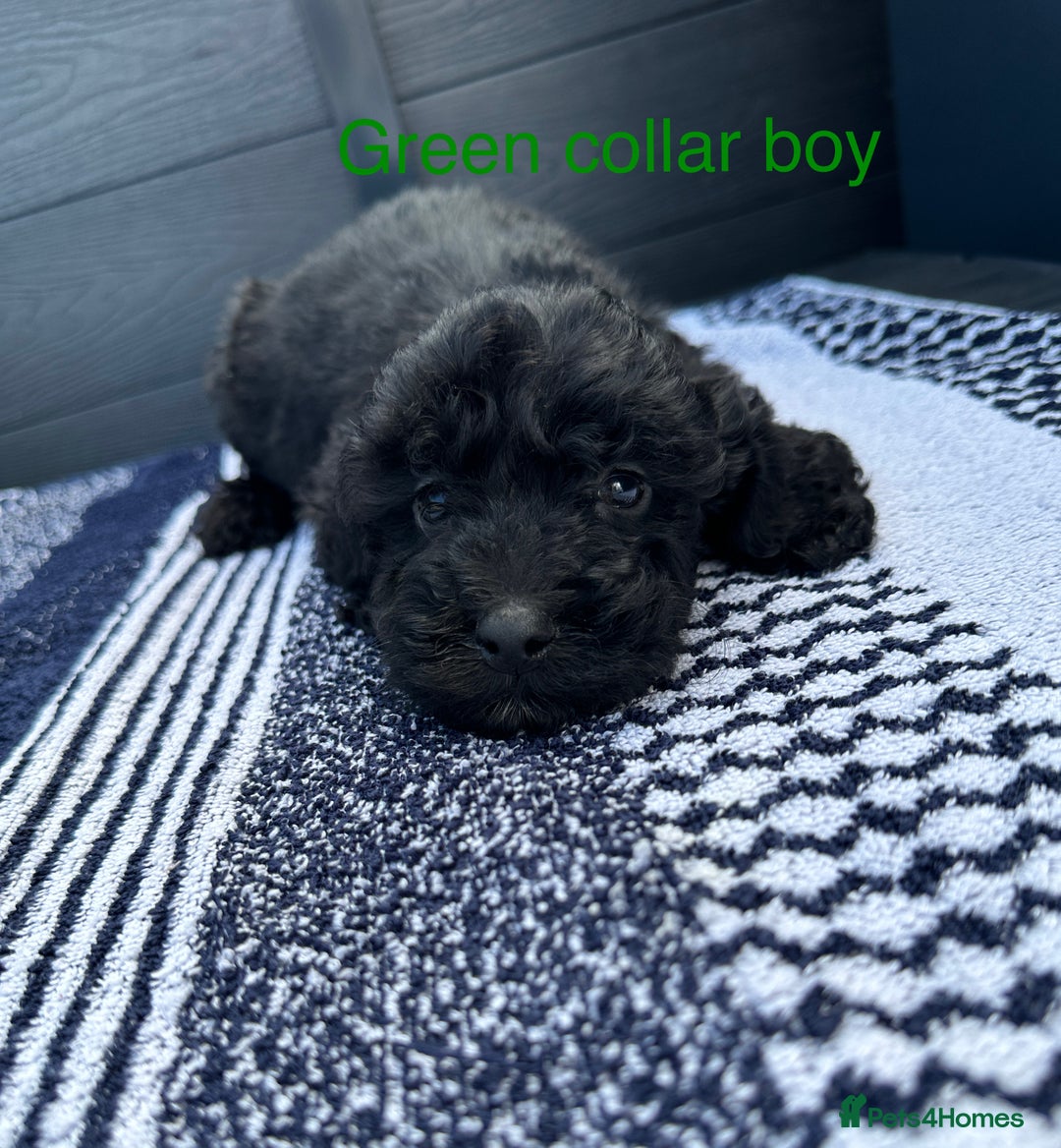 Cockapoo dogs for sale: F1 cockapoo puppies - Image 8