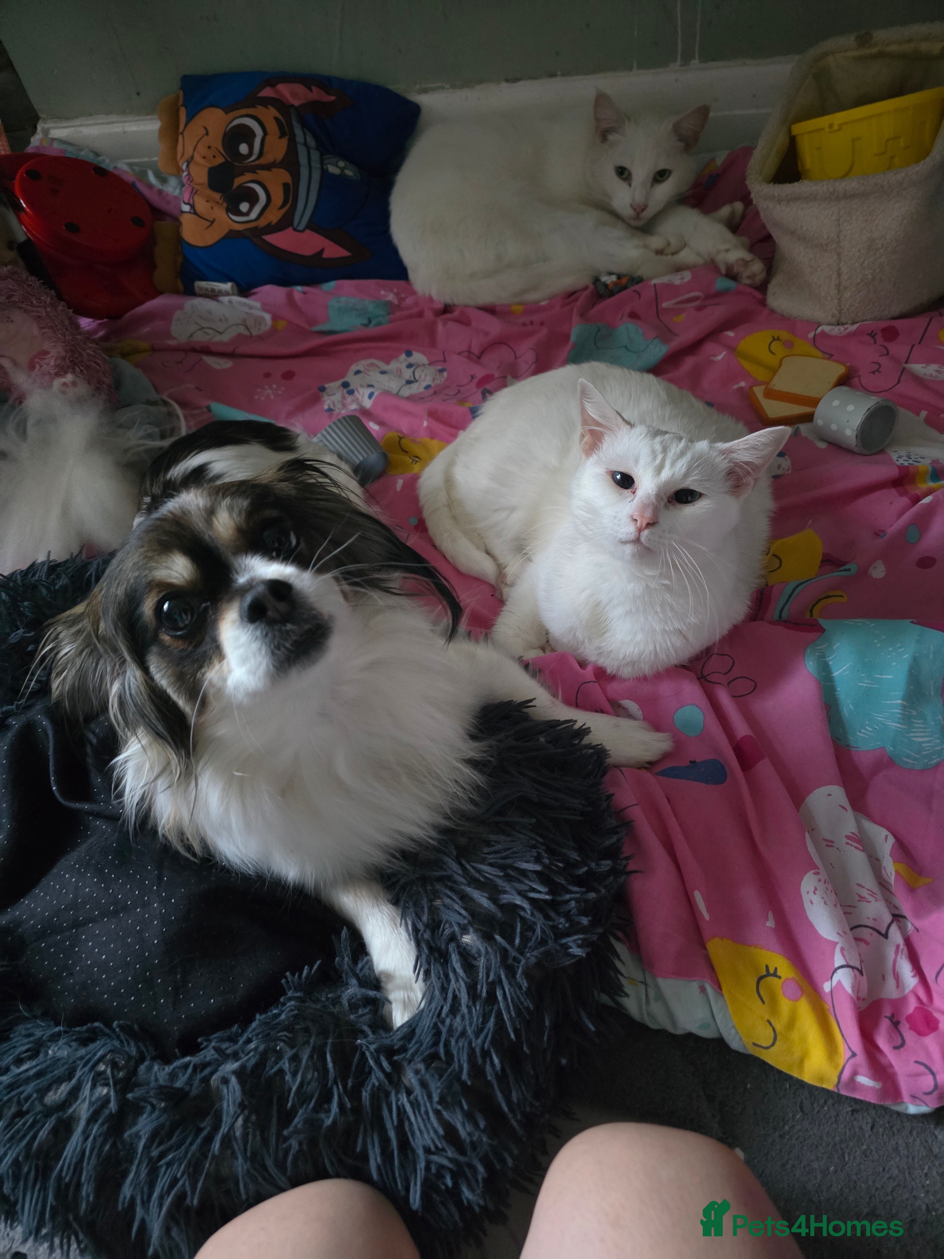 Mixed Breed cats Siamese x ragdoll - Advert 1