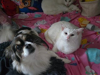 Mixed Breed cats Siamese x ragdoll - Advert 1