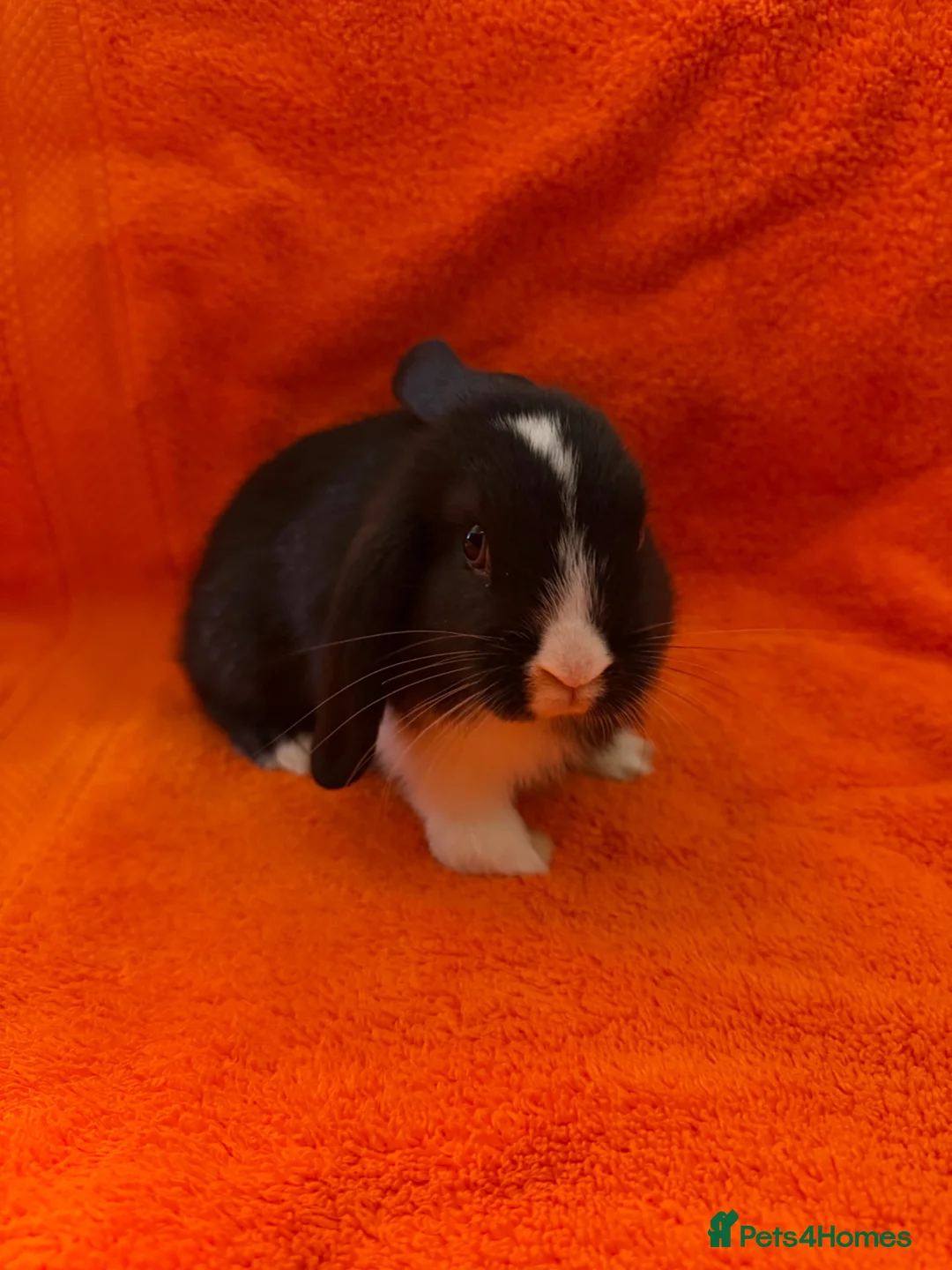 Mini Lop rabbits for sale: Pure Mini Lops [Ready to Leave] - Advert 2