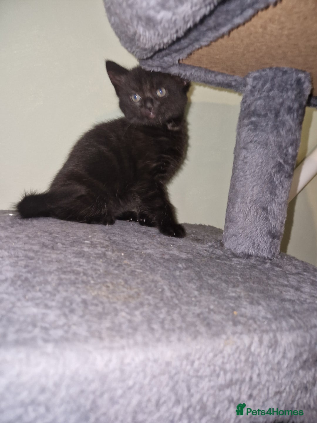 Mixed Breed cats for sale: Kittens - Image 5