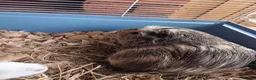 Guinea Pig rodents for sale: 2 Female Guinea Pigs – Must Stay Together in London - Advert 3