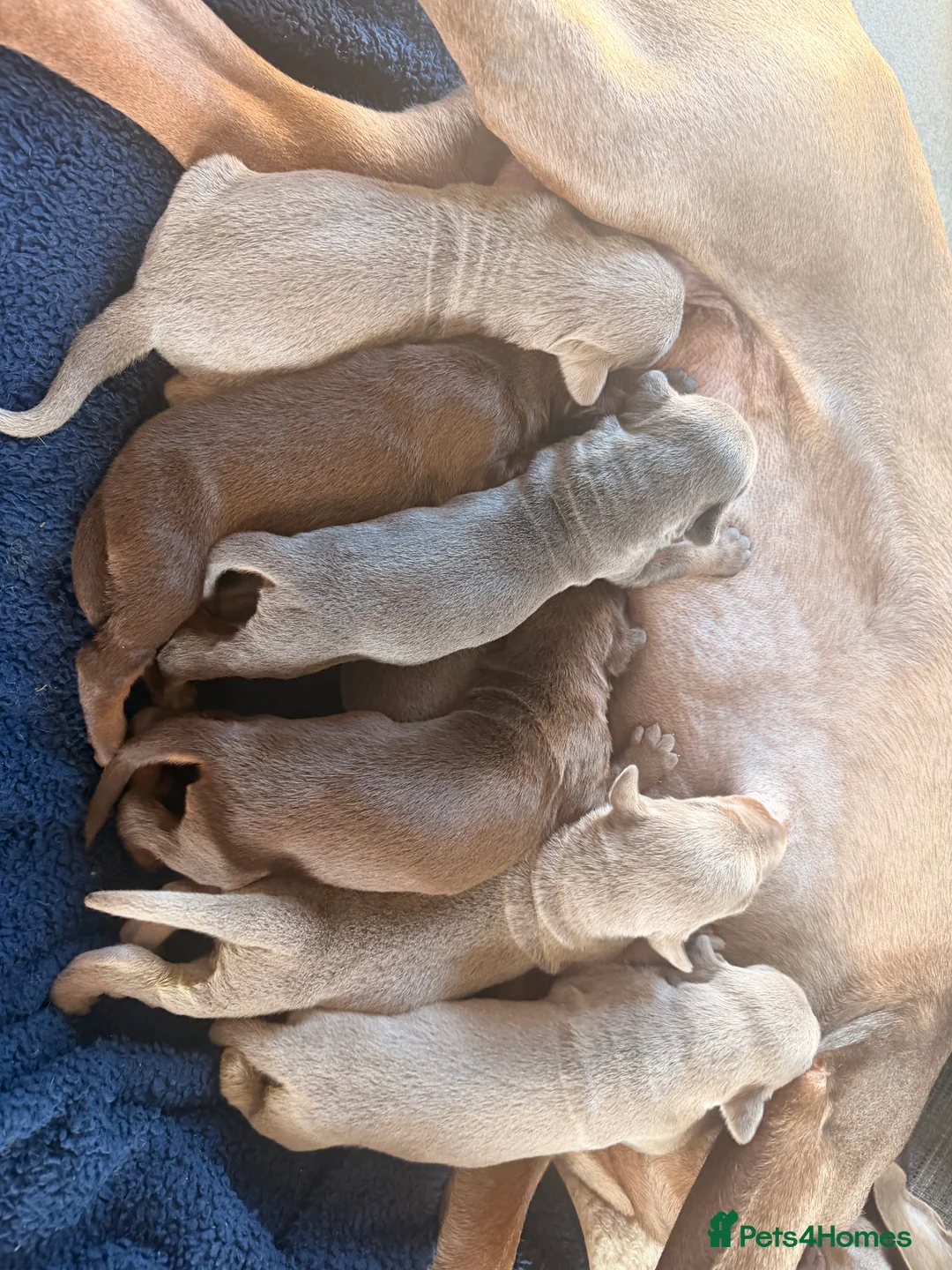 Dobermann dogs for sale: Doberman champion lines and health tested  - Advert 2