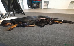 Rottweiler dogs for sale: Rottweiler  - Image 2
