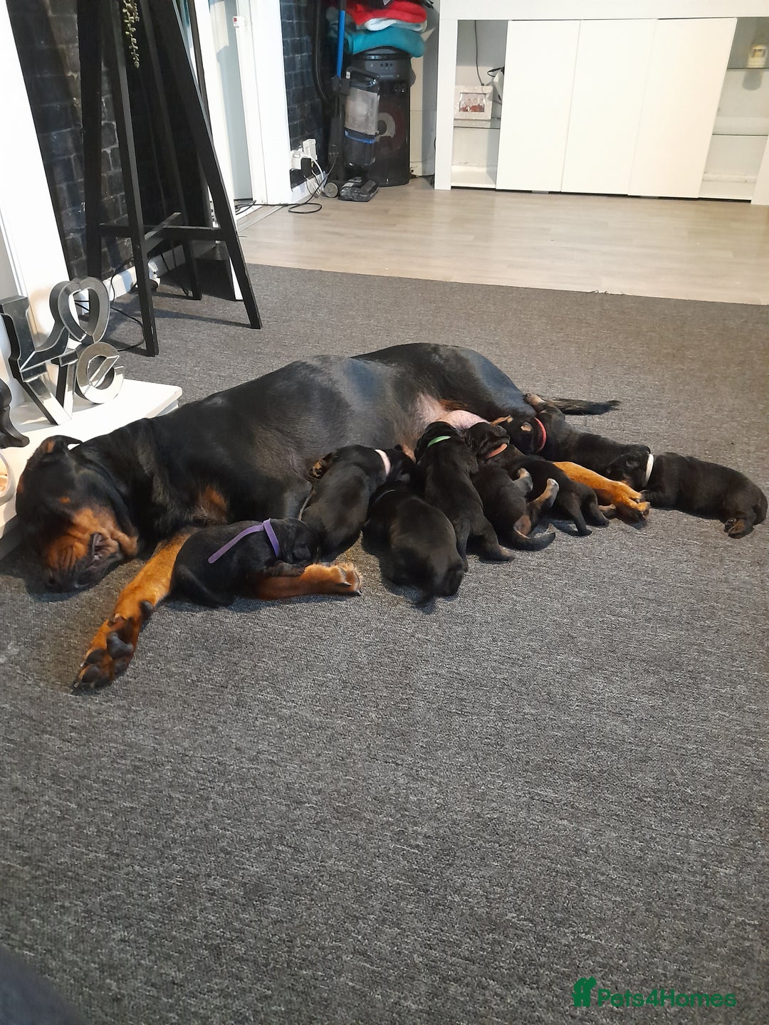 Rottweiler dogs for sale: Rottweiler  - Image 2