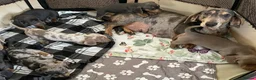 Dachshund dogs for sale: Gorgeous dachshund puppies deposit secure  - Advert 26