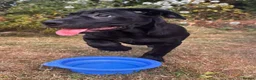 Cane Corso dogs for sale: Cane Corso Puppies - Advert 3