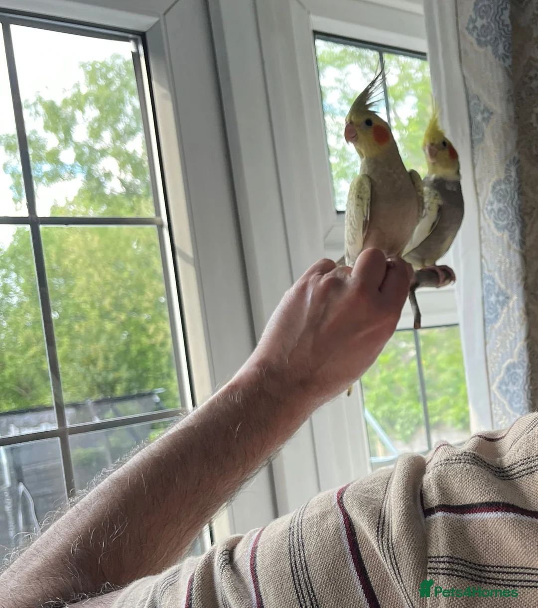 Cockatiels birds for sale: 9 month old semi tame pair Cockateils - Advert 2