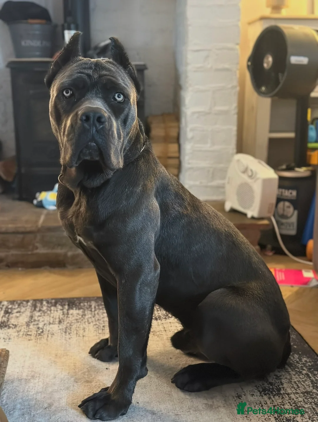 Cane Corso dogs for sale: Blue Cane Corso Puppies ⭐️Exceptional Bloodline⭐️ in Dukinfield - Advert 2
