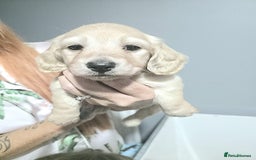 Miniature Dachshund dogs for sale: Longhaired Minature Dachshunds  - Image 1