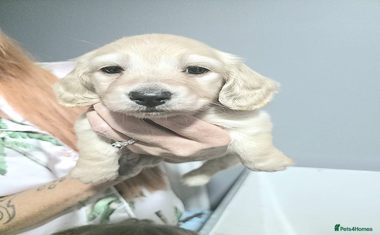 Miniature Dachshund dogs - Advert 1