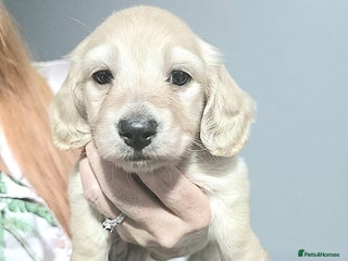 Miniature Dachshund dogs - Advert 10