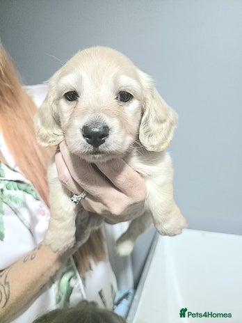 Miniature Dachshund dogs - Advert 1