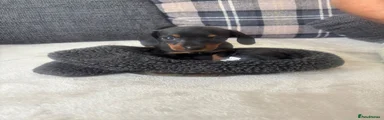Dachshund 5