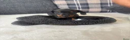 Dachshund dogs for sale: Beautiful dachshund puppies  - Advert 9