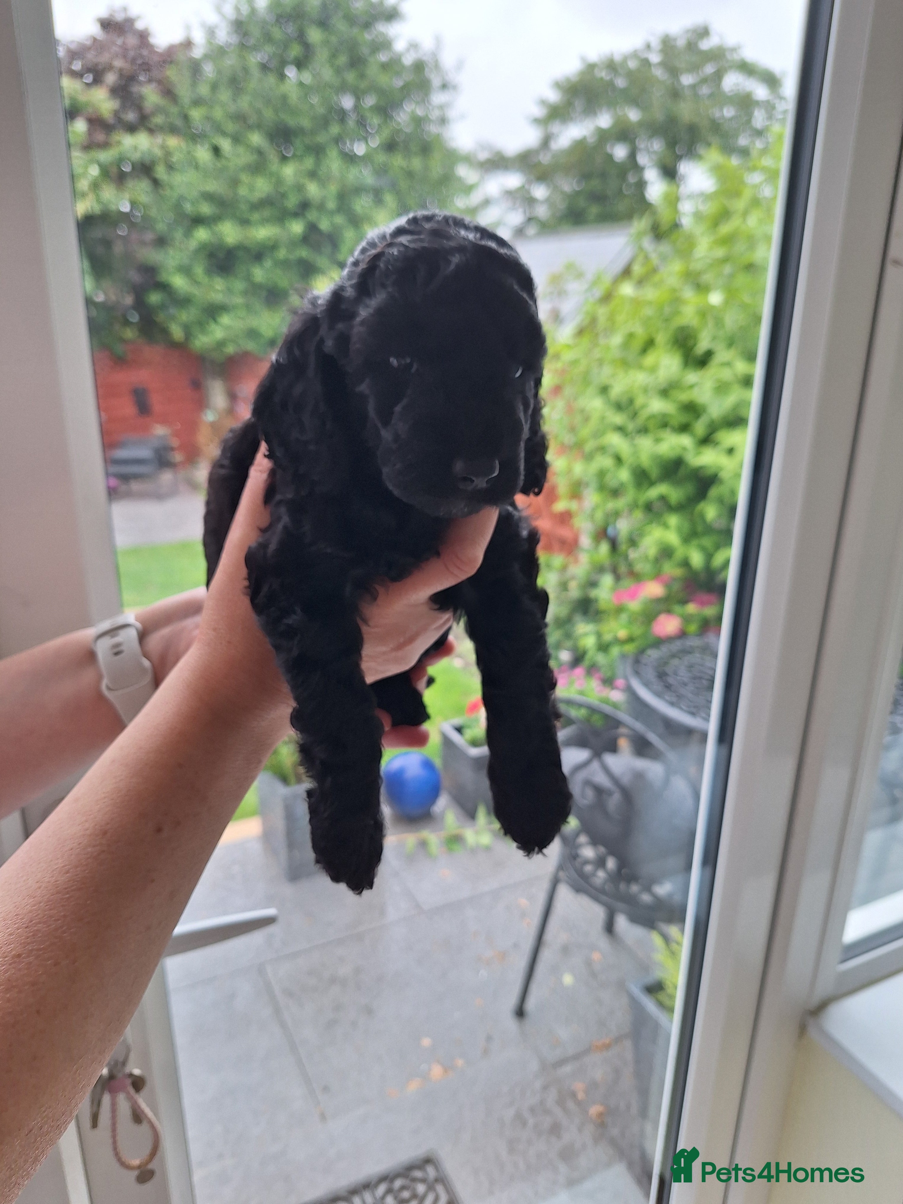 Cockapoo Puppy 4