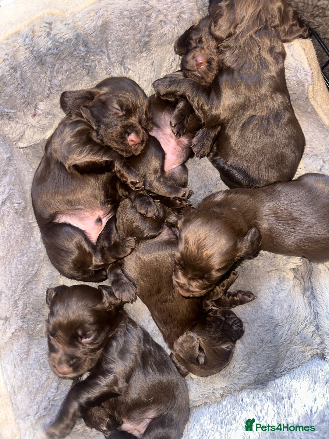Cocker Spaniel dogs for sale: Working cocker spaniel puppies - Image 5