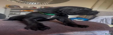 Cane Corso Puppy 8