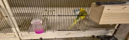 Budgerigars birds for sale: 3 Budgies & Lovebird Pair for Sale – 1 Year Old  - Advert 8