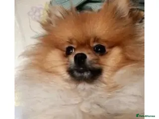 Pomeranian dogs Sweet little Lila - Advert 8