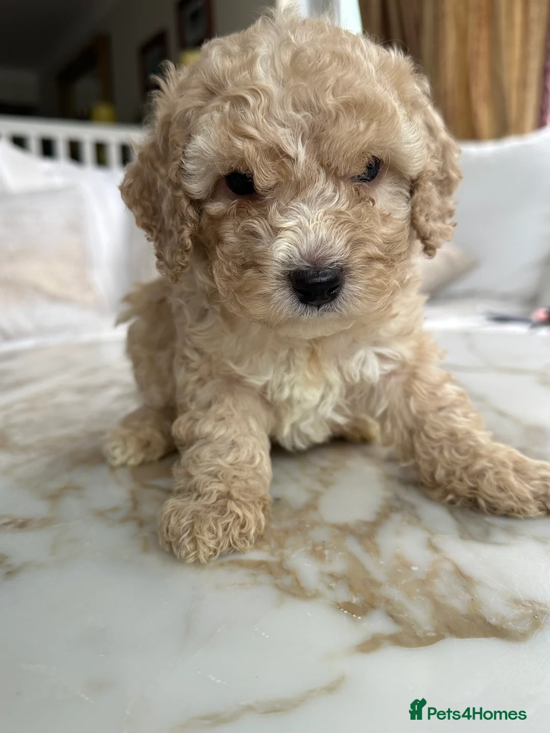Miniature Poodle dogs for sale: Pedigree club registered 3 Miniature poodles!  - Advert 6