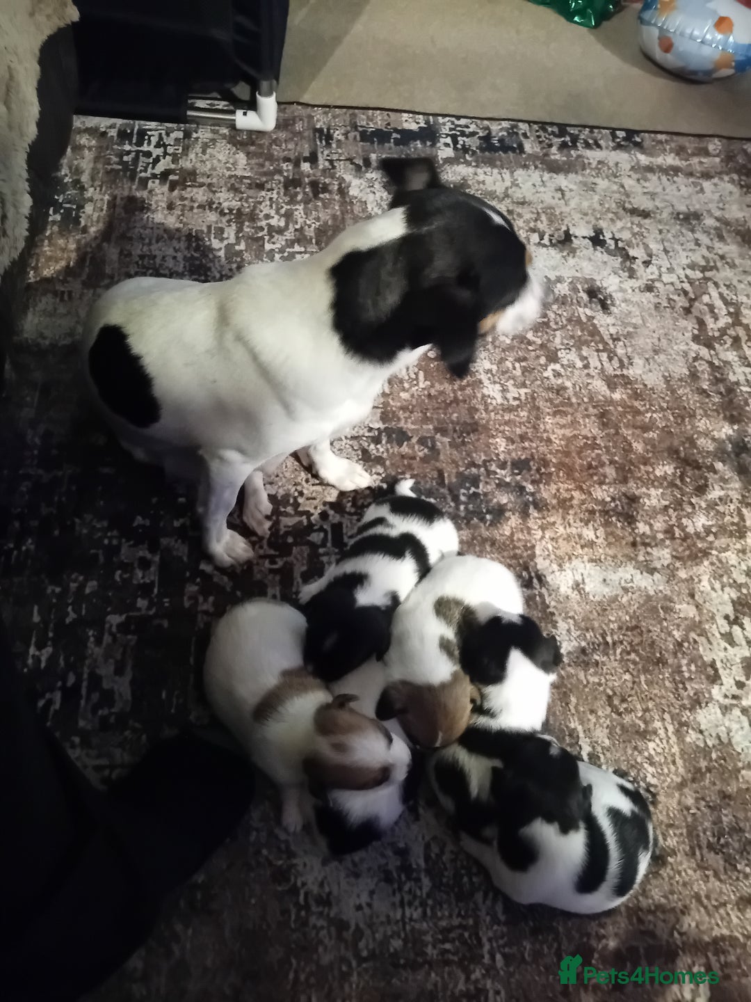 Jack Russell dogs for sale: 6 beautiful Jack russells available  - Advert 1